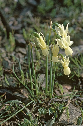 Narcissus triandrus